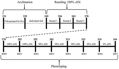 Population, Temperature and Feeding Rate Effects on Individual Feed Efficiency in European Sea Bass (Dicentrarchus labrax)